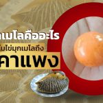 ไข่มุกเมโลคืออะไร ทำไมไข่มุกเมโลถึงราคาแพง